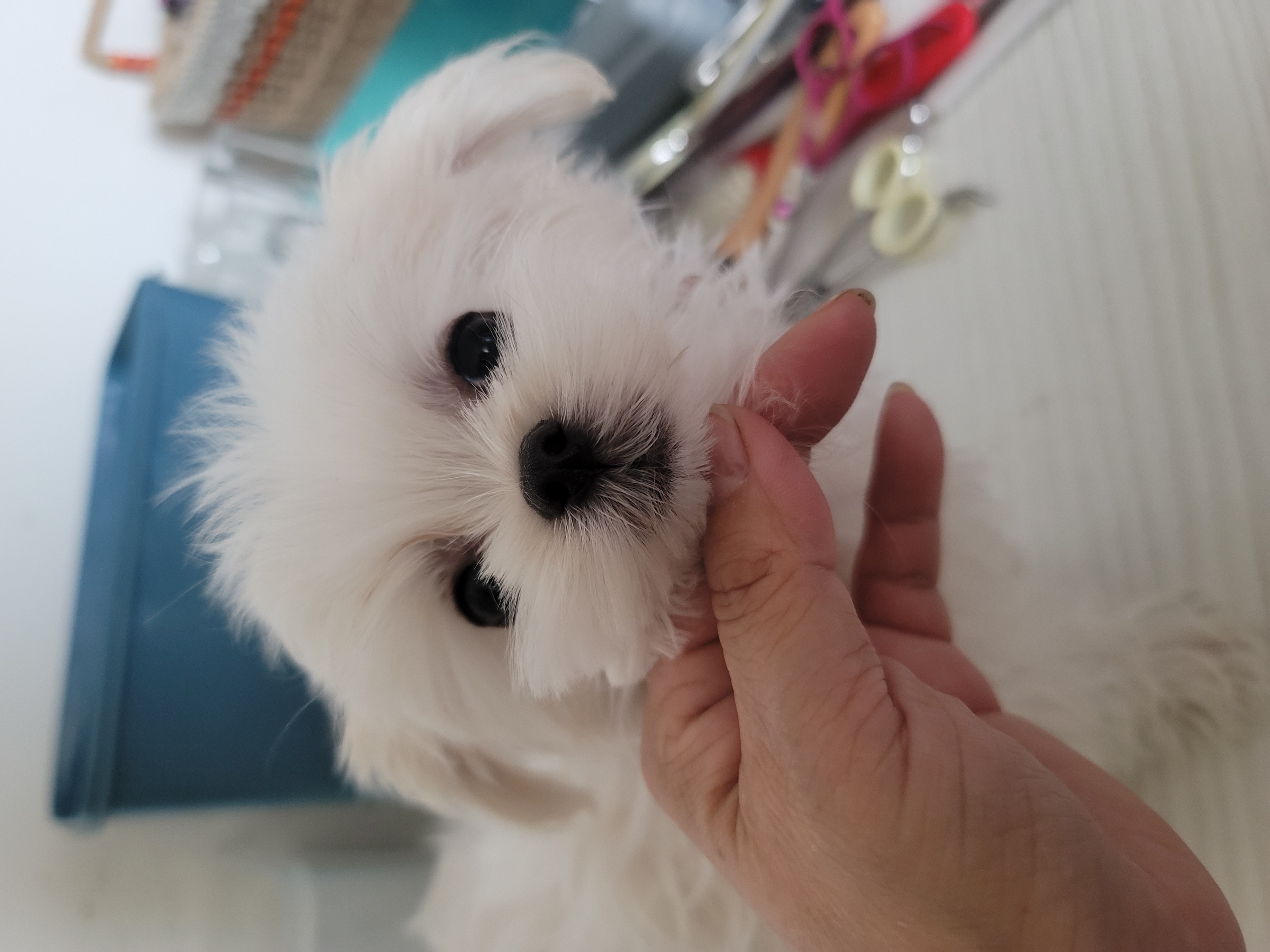 韩版马尔济斯妹妹